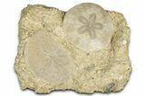 Two Fossil Sand Dollars (Scutella) - France #336750-1